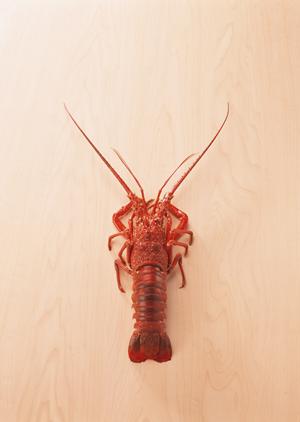 人生に彩りを与えてくれるホストクラブ